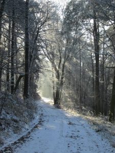Winter im Pfälzerwald