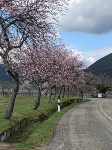 Mandelblüte