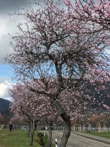 Mandelblüte