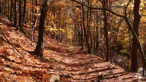 Herbst im Pfälzerwald